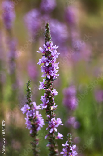 Multitude of purple flowers on a stem