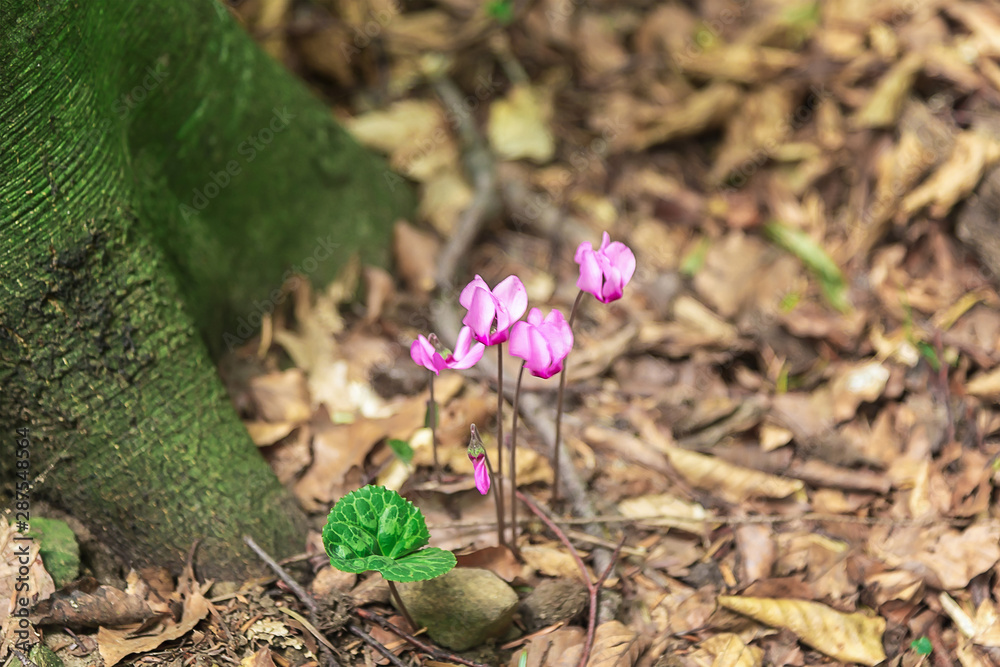 Spring flowers in a forest, Cyclamen, selective focus Spring flowers in a forest, Cyclamen, selective focus