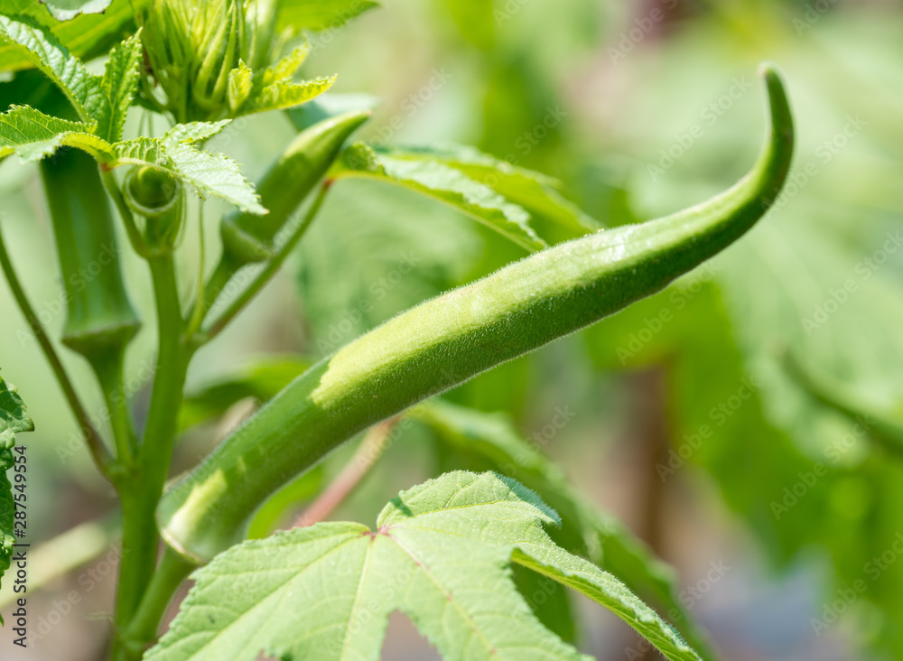 Obraz premium オクラ