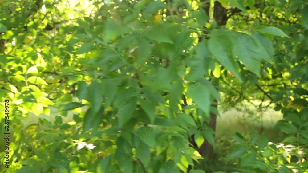 Young woman peeks out from behind a tree. 