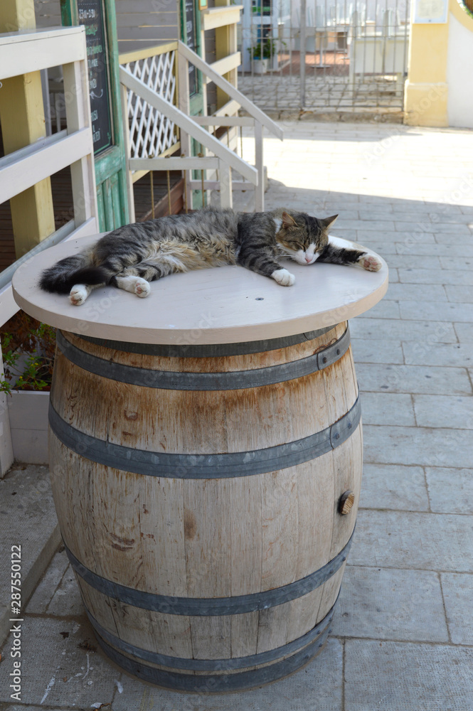 A Lovely Cat is Sleeping on a Barrel, Animal, Pet A Lovely Cat is Sleeping on a Barrel, Animal, Pet