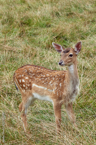 Cute young spotted deer cub Cervus nippon in natural habitat on grass background.