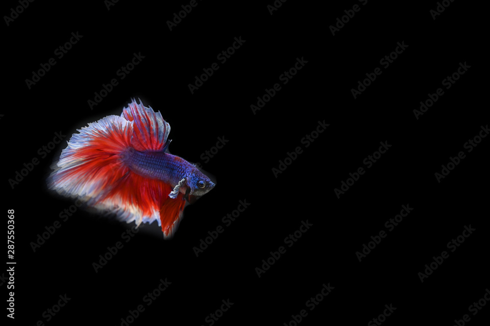 Obraz premium Beautiful fish in Thailand