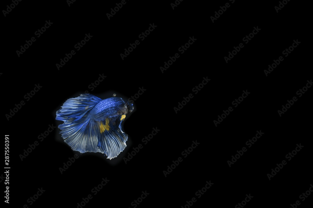 Beautiful fish in Thailand Beautiful fish in Thailand