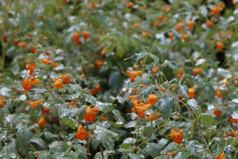 sparkling water droplets on plants with bright orange flowers from the mist of the niagara falls