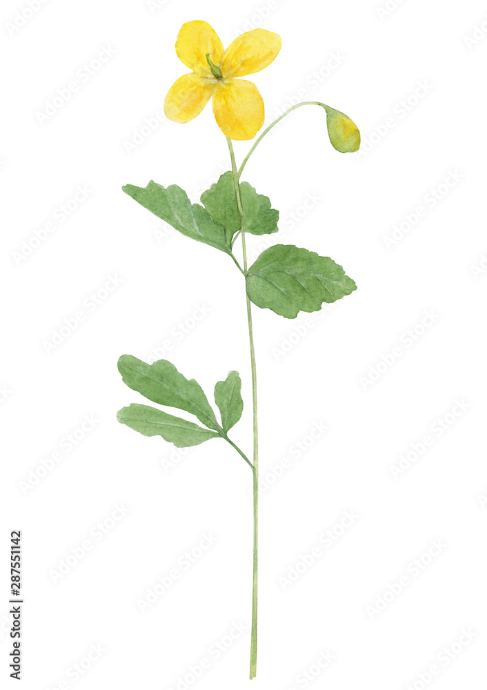 Watercolor hand drawn botanical illustration with healing herb celandine flower (chelidonium majus, nipplewort, swallowwort, tetterwort) isolated on white background. Watercolor hand drawn botanical illustration with healing herb celandine flower (chelidonium majus, nipplewort, swallowwort, tetterwort) isolated on white background.