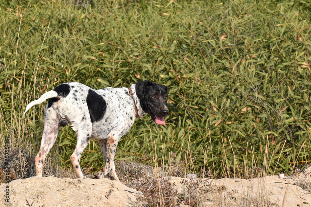 Funny dog, pointer, in the outside
