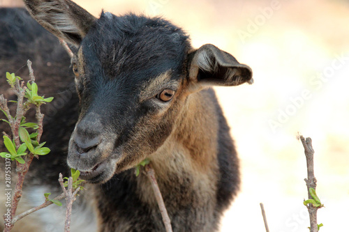 goat on khong island (laos)