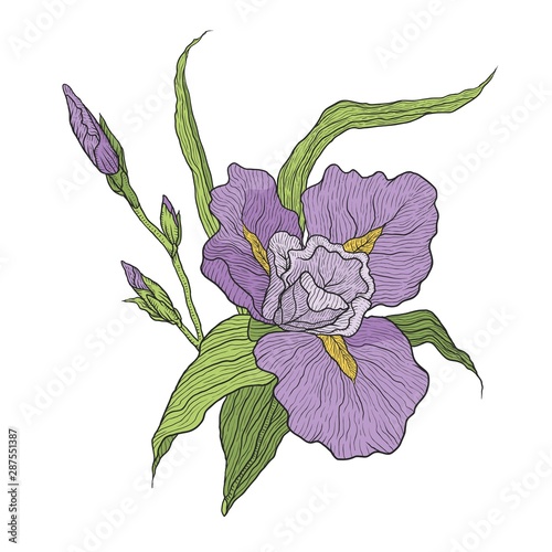Blooming iris flower. Branch with unopened buds and leaves. Vector illustration hand-drawn for design isolated on white background.