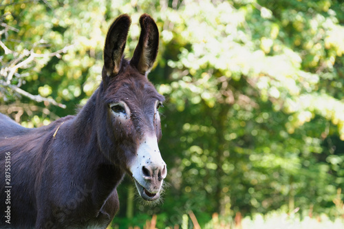Image of a donkey © Wolfgang Zwanzger