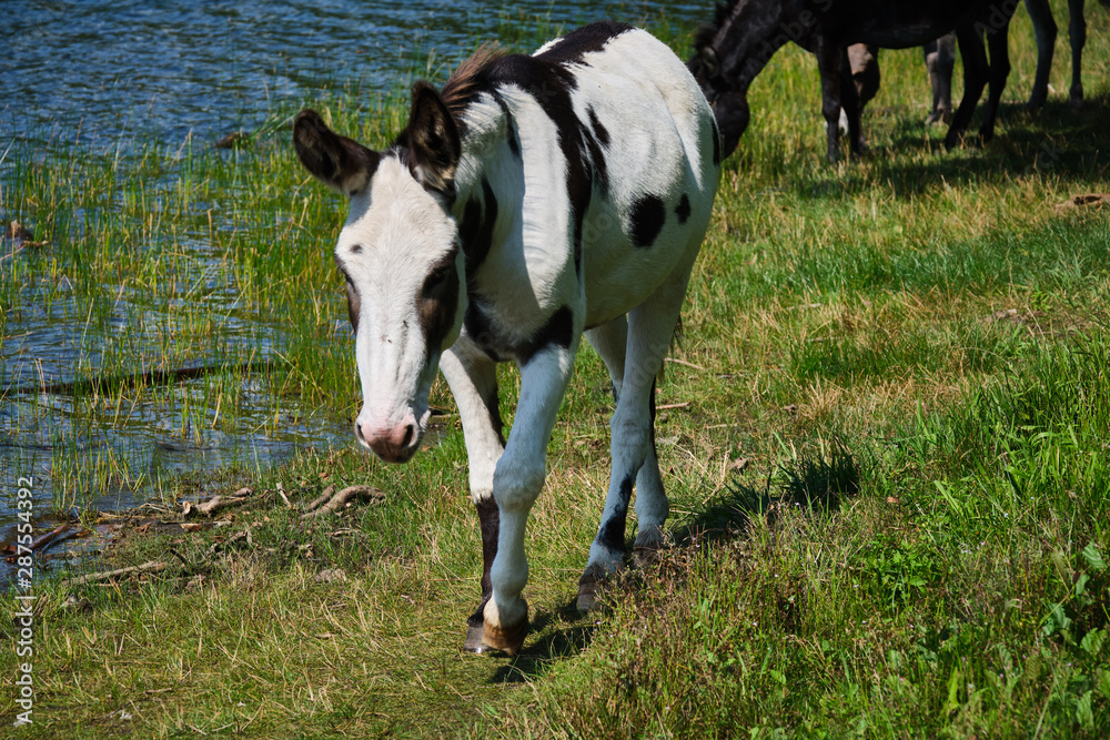 Donkeys at the famous maar in eifel in Germany Donkeys at the famous maar in eifel in Germany