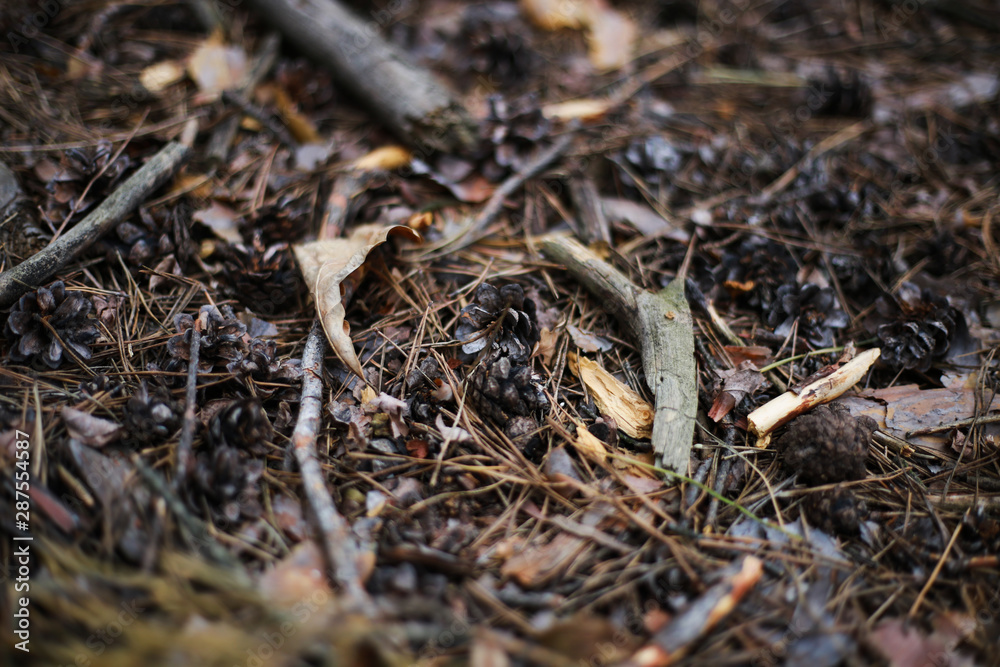 fall pine needles, branches and leaf in the forest on the ground