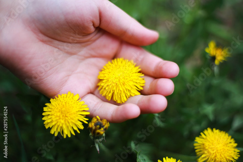 Hand holding a dandelion