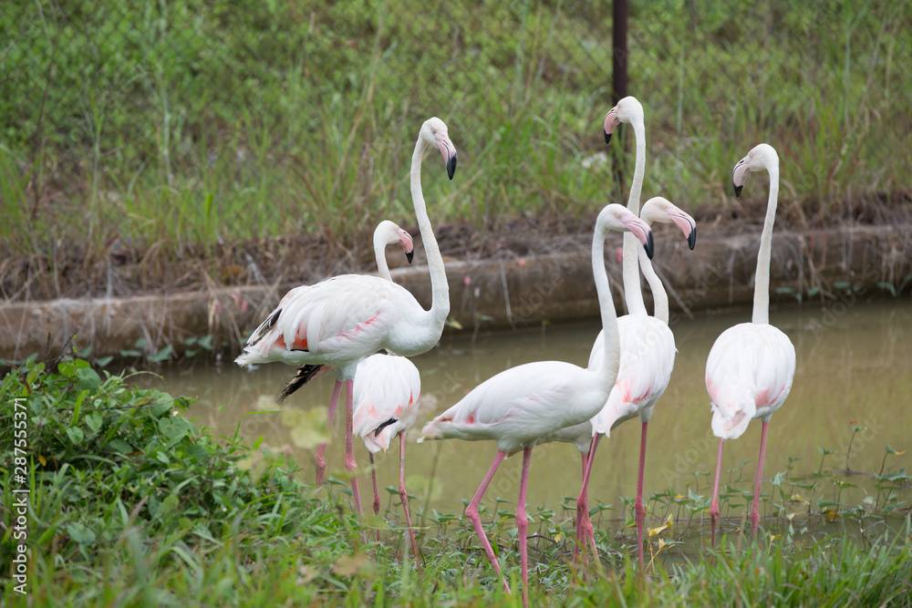 Caribbean flamingos in khonken zoo Caribbean flamingos in khonken zoo