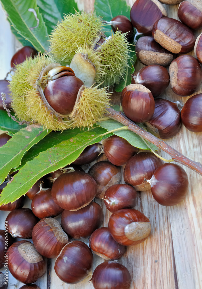 group of fresh sweet chestnut harvested and put on a plank group of fresh sweet chestnut harvested and put on a plank