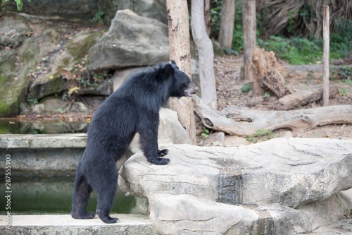 Malayan sun bear, Honey bear photo