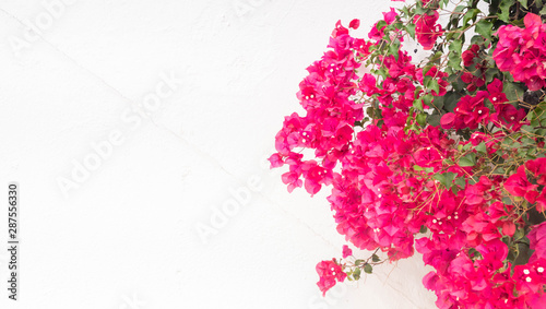Obraz na płótnie beautiful pink bougainvillea flowers, on white wall - typical exotic plant in Greece,Spain and other south european destinations w salonie