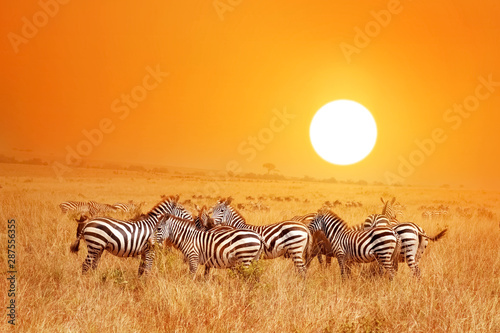 Wild nature landscape. Zebra at amazing sunset in Masai Mara National Park  Kenya. African savannah.