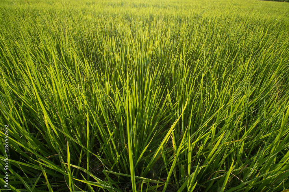 Rice field close up shot , yellow green tone colored Rice field close up shot , yellow green tone colored