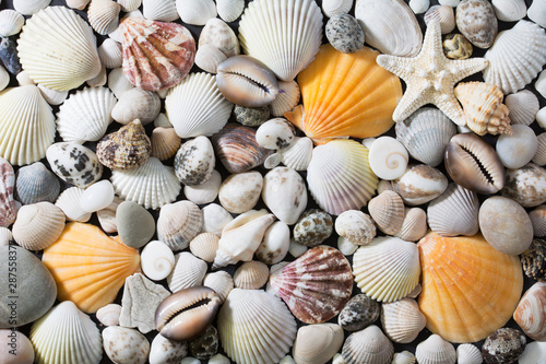 Background with variety of colorful, orange, pink and white seashells and a starfish