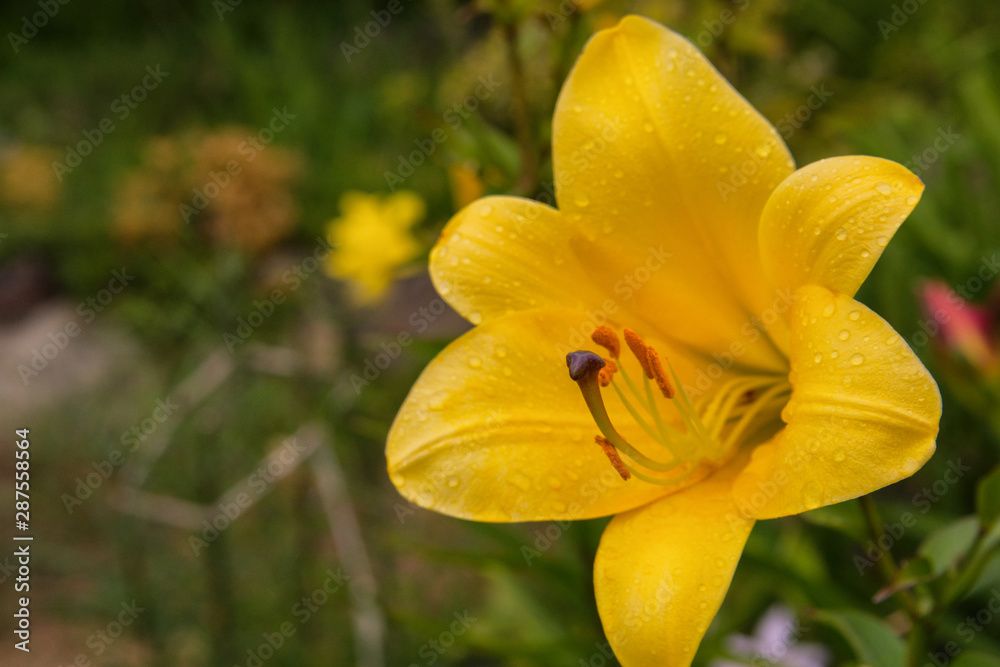 Fototapeta premium Yellow flower Lily. Lily flowers bloom in the garden after rain. Flower Lily closeup. Soft selective focus.