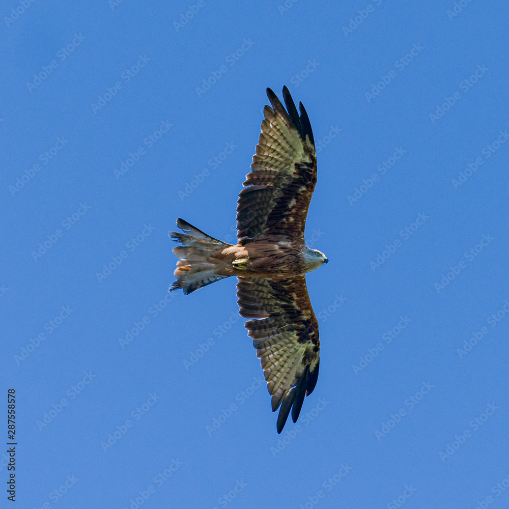 Fototapeta premium Red kite Corsica