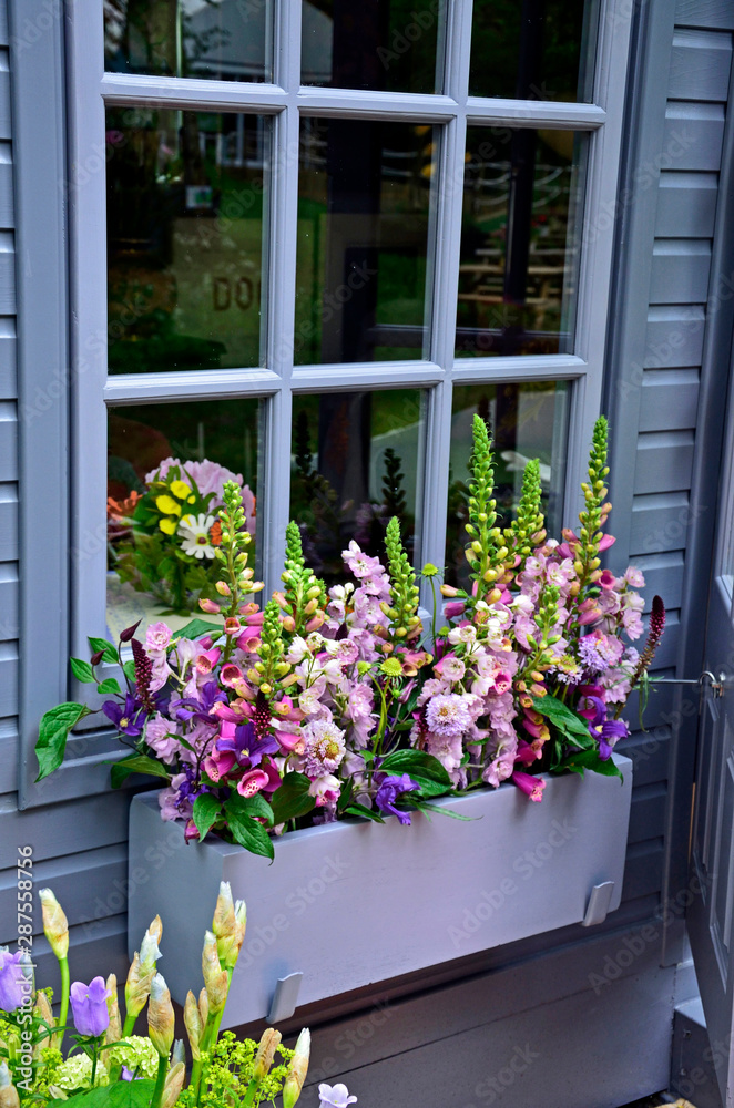 Fototapeta premium Window box planted with selection of colourful flowers including scabiosa, foxgloves and phlox