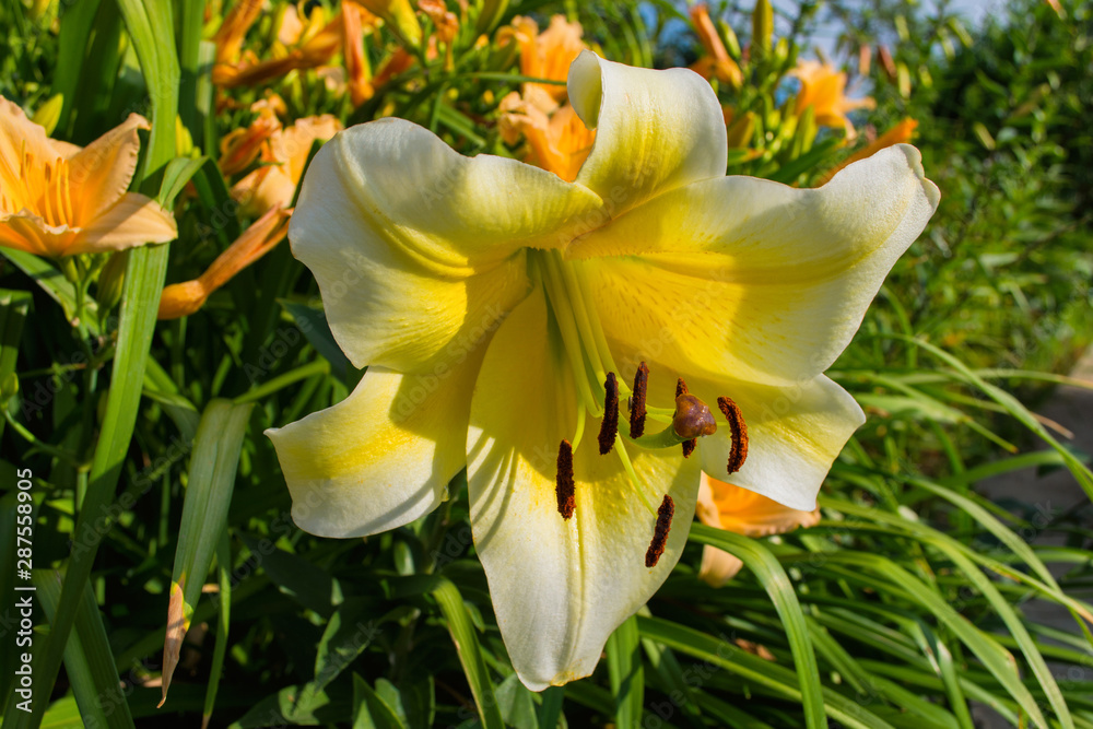 Light yellow flowers Lily. Lily flowers bloom in the garden. Flower Lily closeup. Soft selective focus. Light yellow flowers Lily. Lily flowers bloom in the garden. Flower Lily closeup. Soft selective focus.