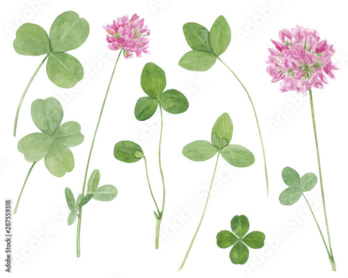 Watercolor hand drawn botanical illustration with meadow wild plant red clover (trifolium), flowers and leaves set  isolated on white background.