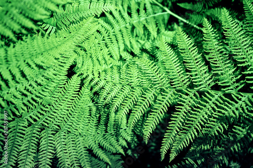 Natural fern pattern background made from bright green fern leaves.