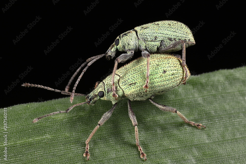 Fototapeta premium Green beetles are breeding