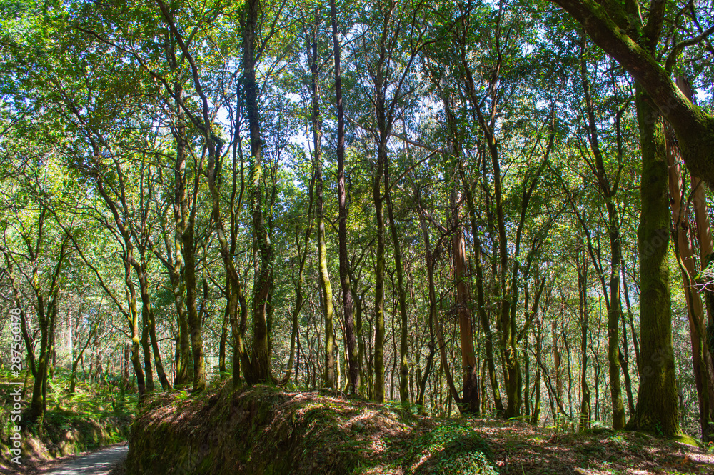 Fototapeta premium Trasmonte. A Coruña. Galicia
