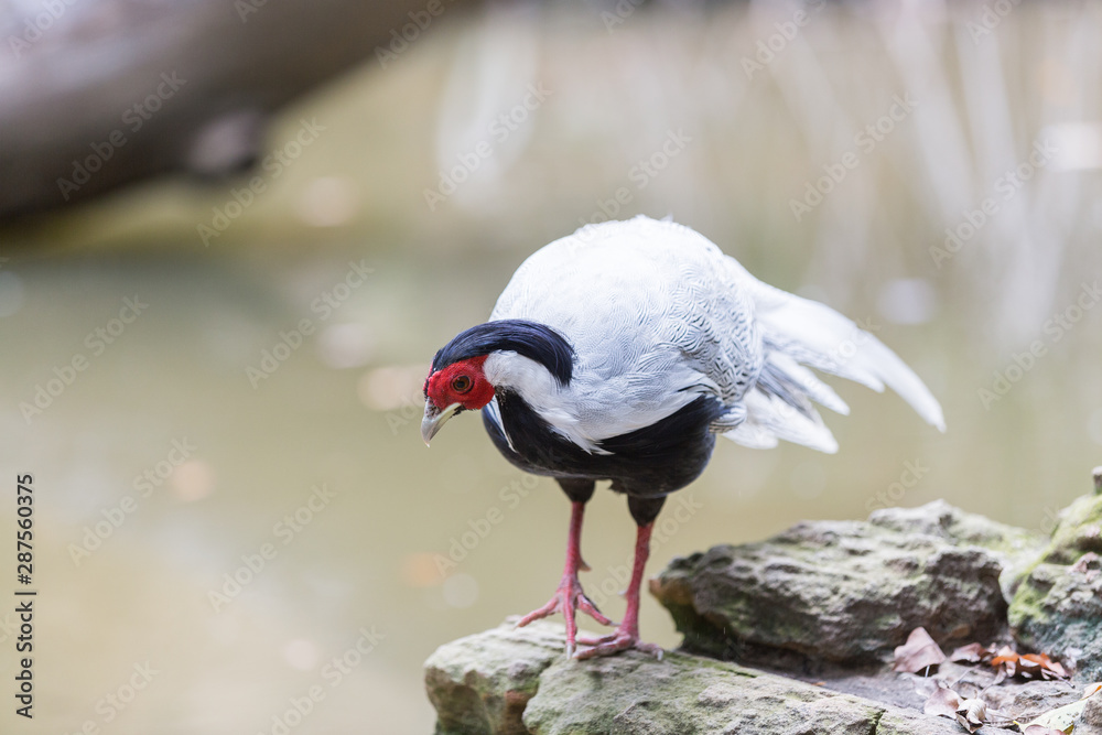 Fototapeta premium male Silver Pheasant inThai forest
