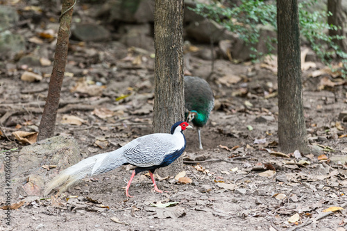 male Silver Pheasant inThai forest photo