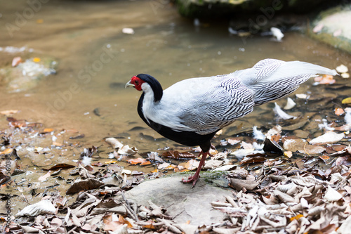 male Silver Pheasant inThai forest photo