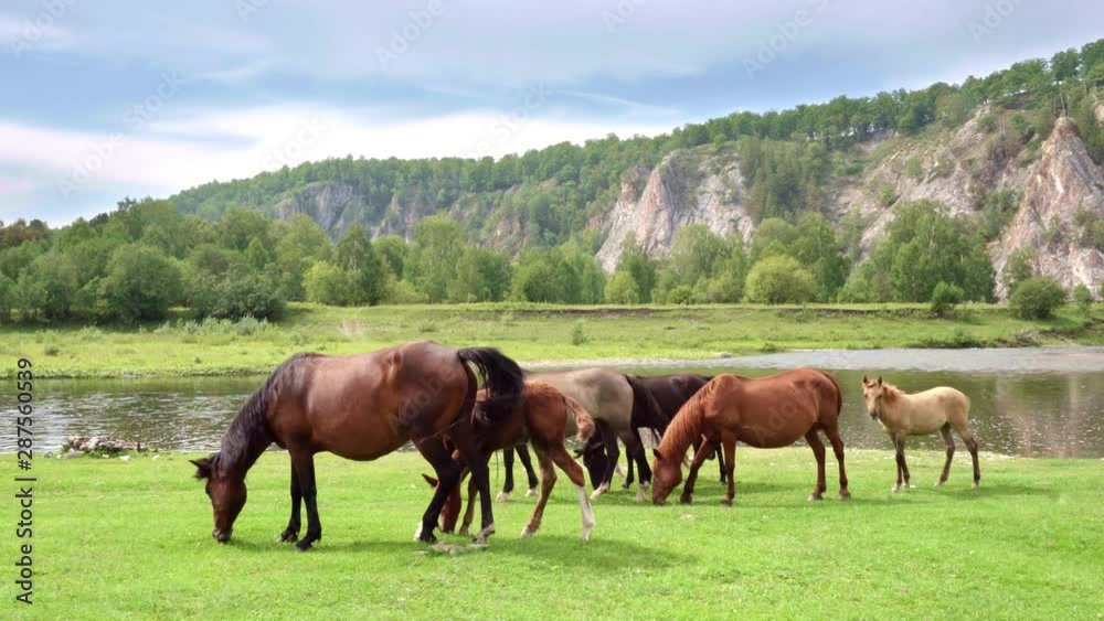 Gimbal left to right: Herd of horses grazes near the river and mountains. Foal looks into the frame Gimbal left to right: Herd of horses grazes near the river and mountains. Foal looks into the frame