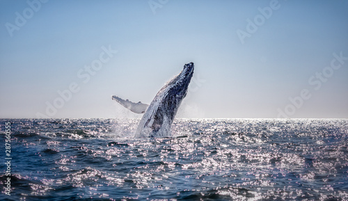 Humpback whale breaching in Australia photo