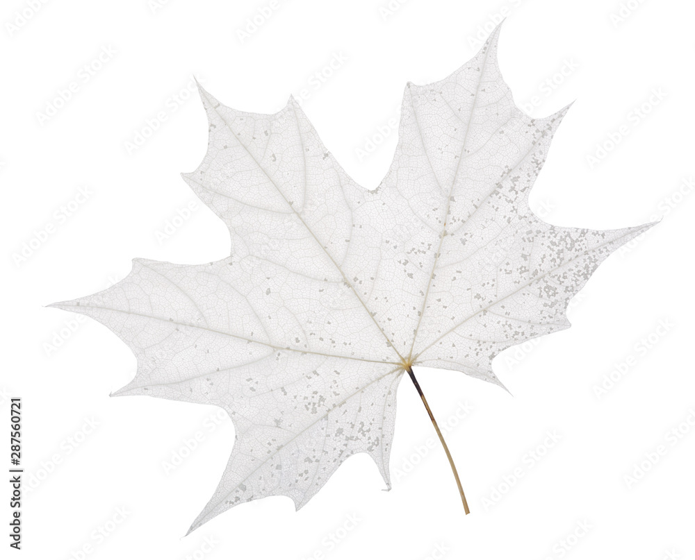 grey maple tree leaf skeleton on white grey maple tree leaf skeleton on white