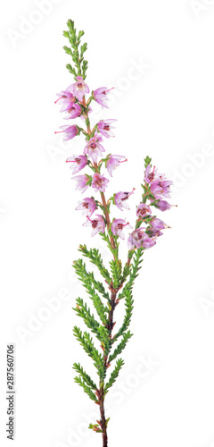pink blossoming heather small branch on white