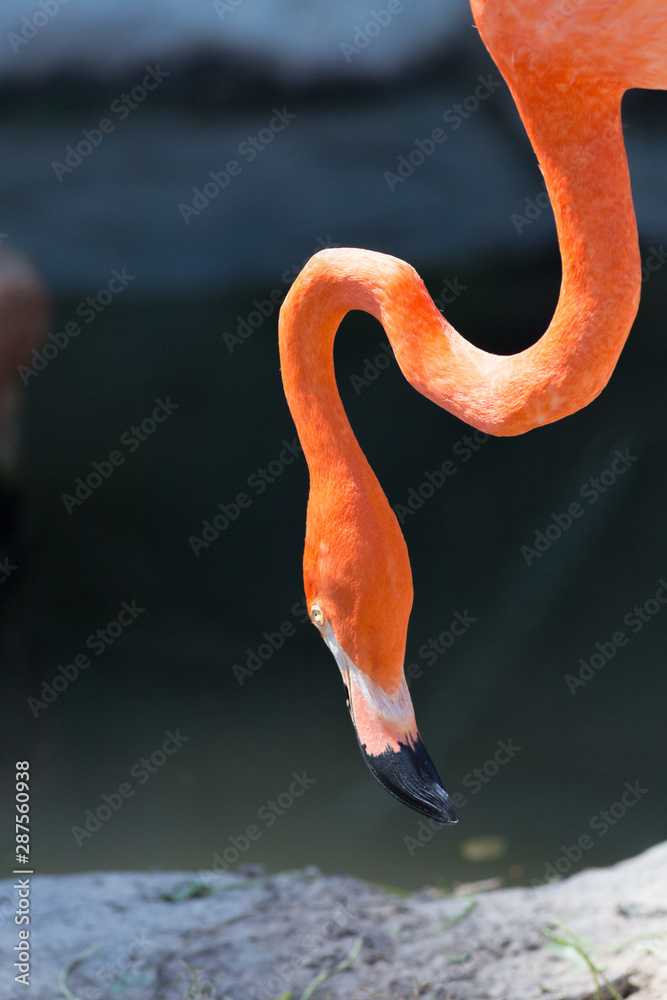 Fototapeta premium American Red Flamingo