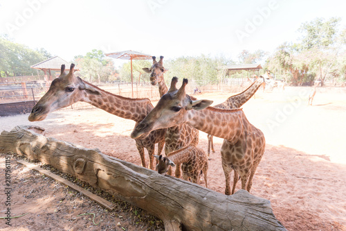 Fototapeta Naklejka Na Ścianę i Meble -  giraffes in the zoo