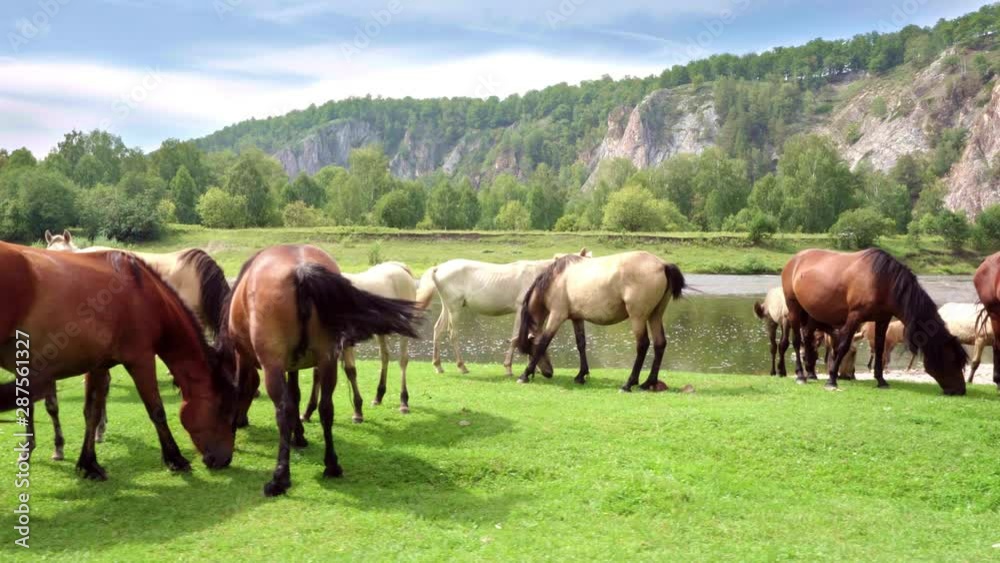 Gimbal right to left: Herd of horses grazes near the river mountainous area Gimbal right to left: Herd of horses grazes near the river mountainous area