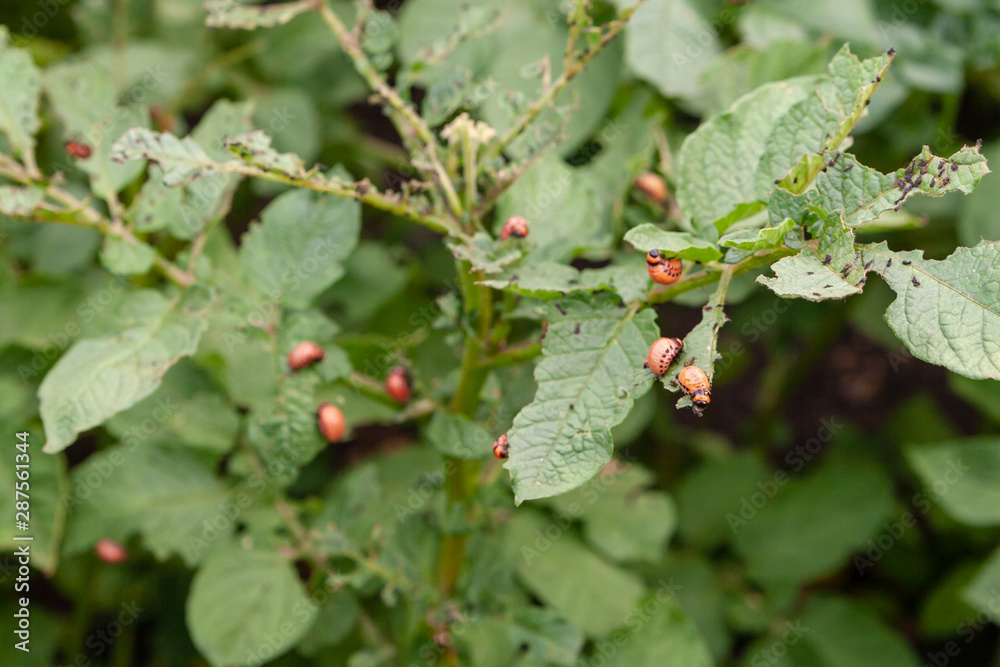 Potato bush damaged by the larvae of the Colorado potato beetle. Leptinotarsa decemlineata Potato bush damaged by the larvae of the Colorado potato beetle. Leptinotarsa decemlineata