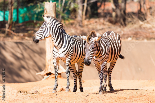 Two zebras in the zoo.