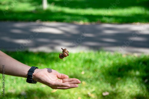 acorn held in the palm. picture taken in Central Park Anton von Scudier from Timisoara