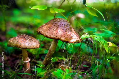 Inedible mushrooms in the forest in sunlight