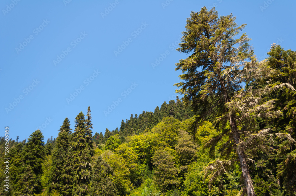 trees in the reserve - view of the mountain peaks, forest, sky and clouds of a ski resort on a sunny day in the Caucasus mountains