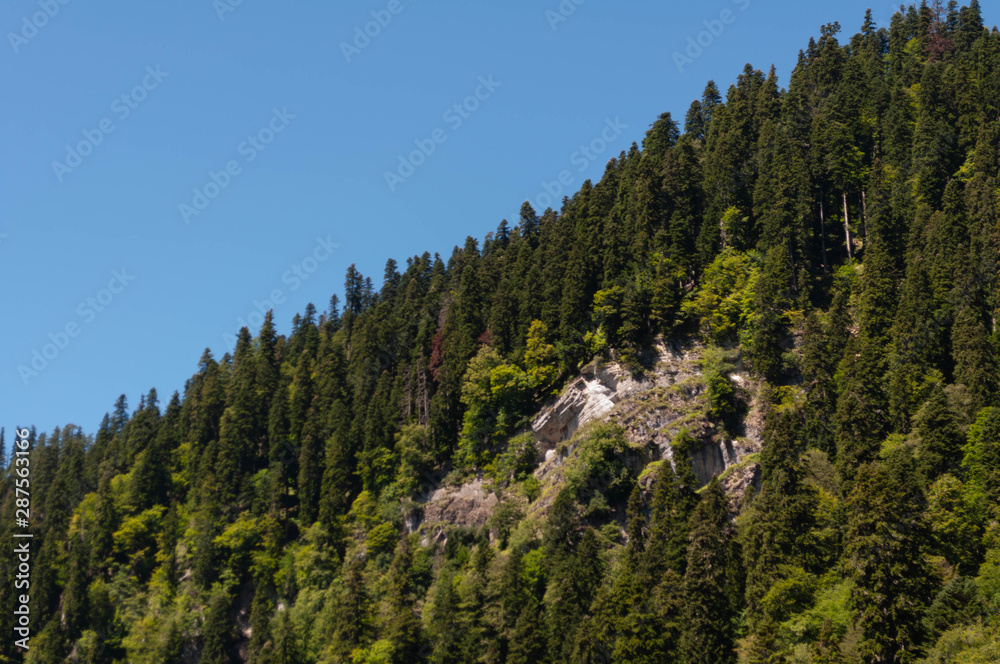 steep cliff on the slope of a forested mountain on a sunny summer day