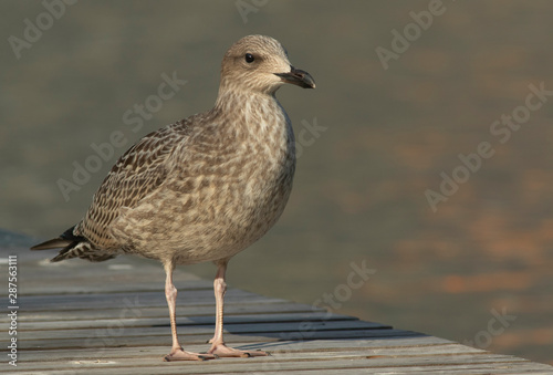 Young Herring gull © John Sandoy