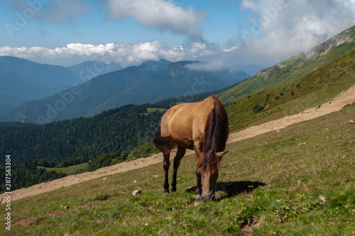 on a summer day, a horse grazes in an alpine meadow on a gentle slope in the Caucasus mountains against the background of peaked peaks and white clouds
